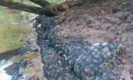 Gabion tubulaire sur berge