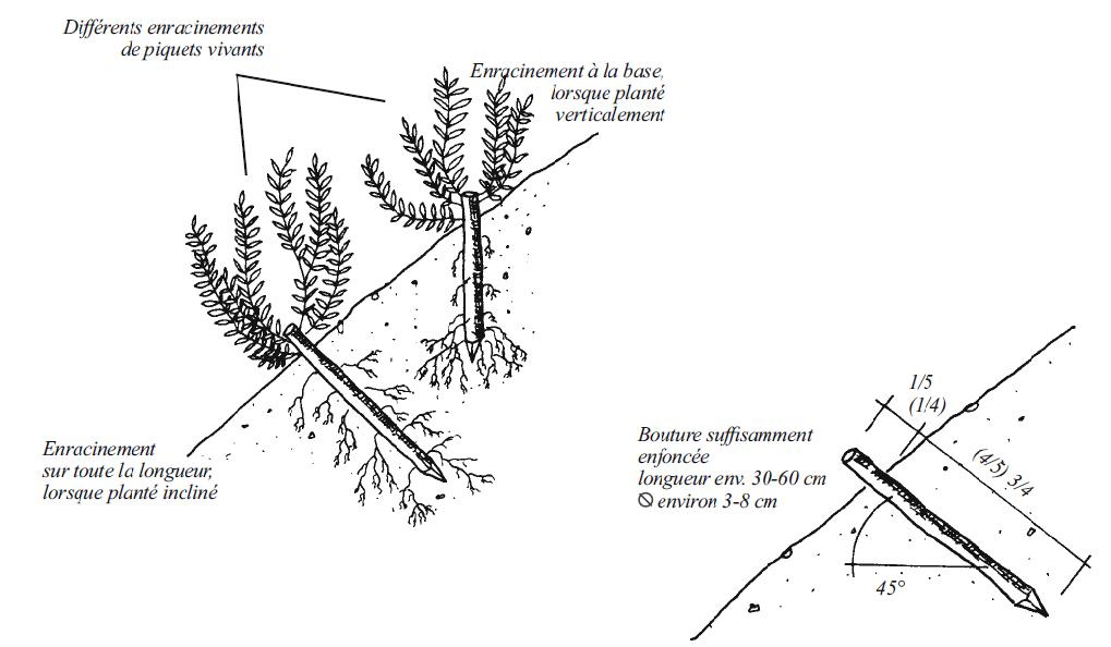 planter une branche de saule